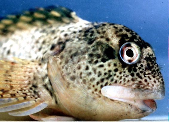 Lipophrys pholis_2211